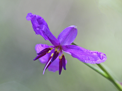 Chocolate LilyPhotography by Neville Bartlett